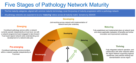 An image showing the five stages of network maturity. Pre-emerging, emerging, developing, maturing and thriving. KMPN are at the developing stage, with an aim to reach maturing by 2024/25